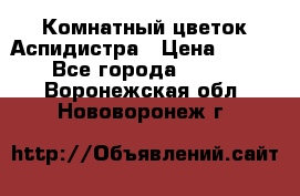 Комнатный цветок Аспидистра › Цена ­ 150 - Все города  »    . Воронежская обл.,Нововоронеж г.